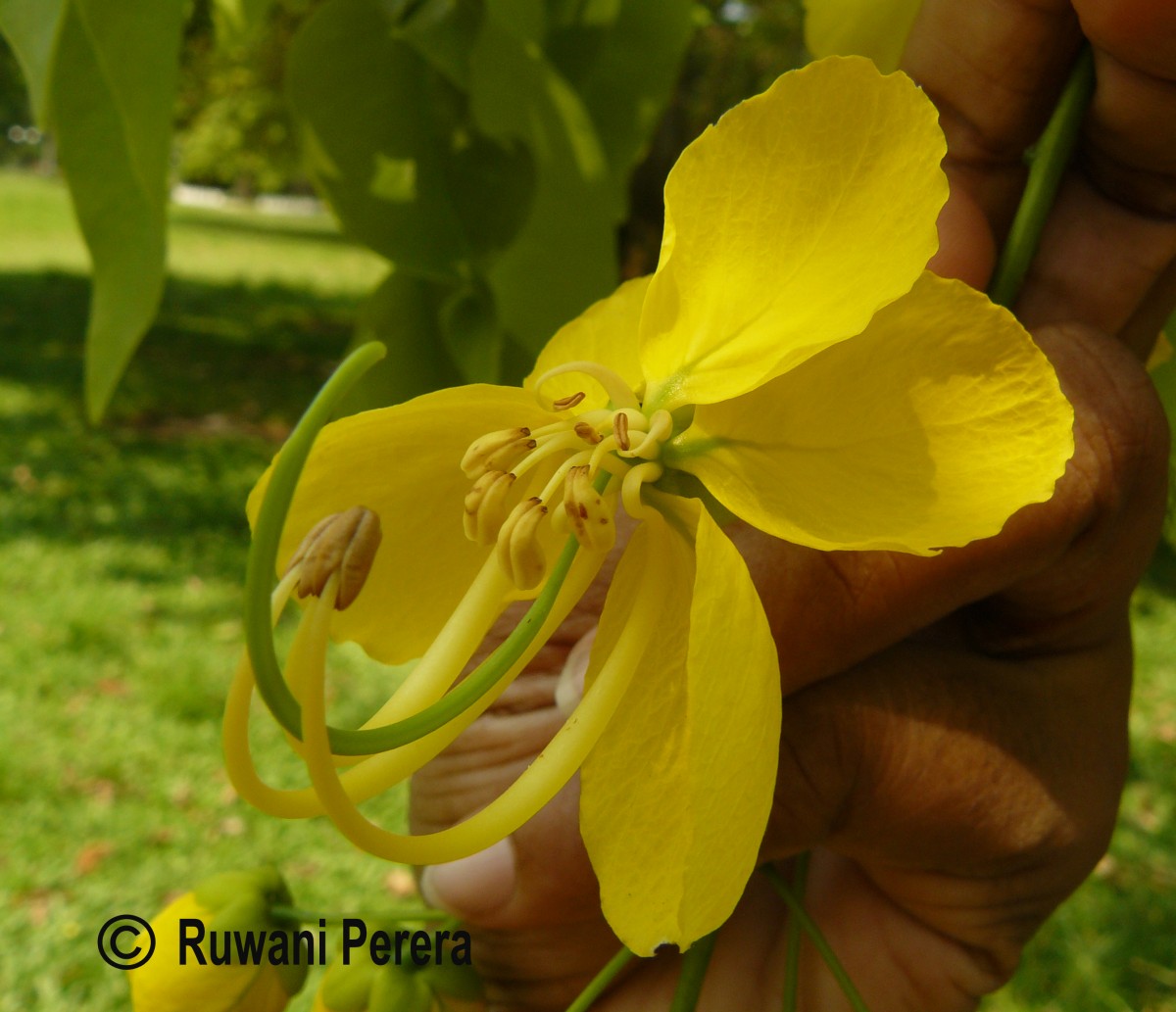 Cassia fistula L.